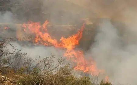 تجدد الحرائق في غابات اللاذقية شمال غربي سوريا ونزوح عائلات