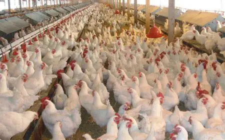 أسعار الدواجن بالإسكندرية ترتفع.. الفراخ البيضاء تصل إلى 80 جنيها للكيلو