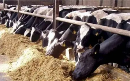 رقم تاريخي جديد.. الزراعة: تجاوز تمويل مشروع البتلو 10 مليارات جنيه لصالح أكثر من 45 ألف مستفيد