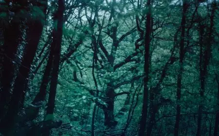 الجارديان: الغابات المطيرة المنسية في بريطانيا خط الدفاع الخفي ضد الاحتباس الحراري