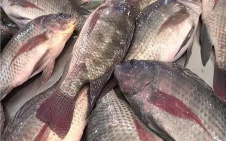 79 جنيهًا لكيلو البلطي.. أسعار الأسماك والمأكولات البحرية في سوق العبور اليوم
