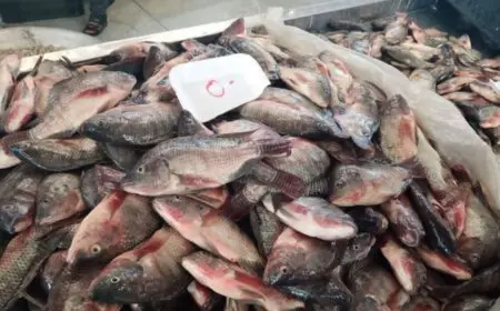 الأحد 17 أغسطس 2025.. أسعار الأسماك في سوق العبور للجملة اليوم