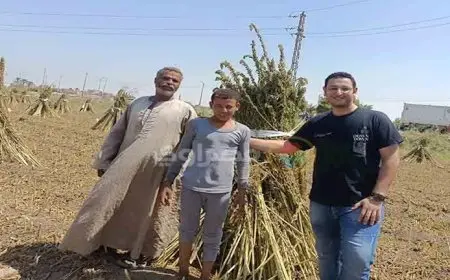 العرايس نورت الحقول.. فرحة المزارعين بحصاد السمسم في المنيا- فيديو وصور