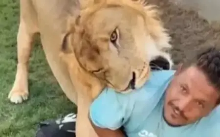 بعد واقعة العامل المصري.. هجمات مرعبة للأسود في ليبيا والسبب تربيتها بالمنازل – فيديو