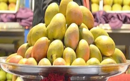 وصلت إلى 15 جنيهًا.. شعبة الخضروات والفاكهة توضح أسباب تراجع أسعار المانجو