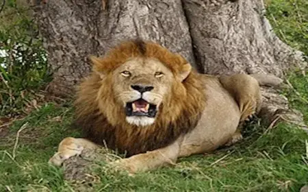 العامل المصري بـ ليبيا: مالك الأسد صديقي منذ قرابة الـ20 عاما.. وما حدث دعابة وشو