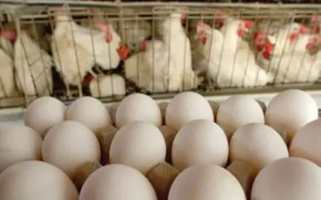 استقرار أسعار الدواجن بالإسكندرية.. وكرتونة البيض الأحمر تسجل 148 جنيها