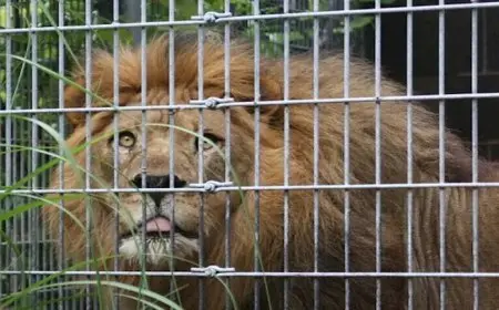 مفاجأة قوية بانتظار “صاحب مزحة الأسد” مع عامل مصري في ليبيا