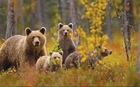 سلوفاكيا تراقب أعداد الدببة لديها بعد وقوع سلسلة من الحوادث الخطيرة