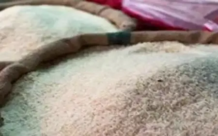 المواد الغذائية: انخفاض كبير في أسعار الأرز تزامنا مع موسم الحصاد