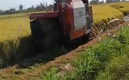 وزير الزراعة يوجه بتكثيف جهود الزراعة الآلية لدعم مزارعي الأرز في موسم الحصاد