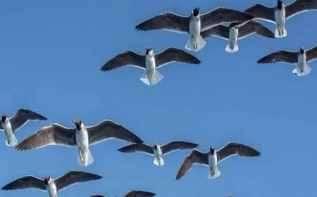 البيئة: مصر تشكل ثاني أهم ممر لهجرة الطيور في العالم