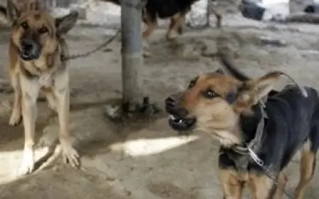 فلسطين تسجل 6 إصابات بداء الكلب و1000 حالة عض في الضفة