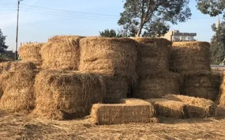 وزير الزراعة: تحرير محاضر واتخاذ إجراءات قانونية ضد من يحرق قش الأرز أحمد علاء قال علاء فاروق وزير الزراعة واستصلاح الأراضي، إن الوزارة تنظم تدريبًا وندوات إرشادية بالتنسيق مع وزارة التنمية المحلية لمنع حرق قش الأرز.