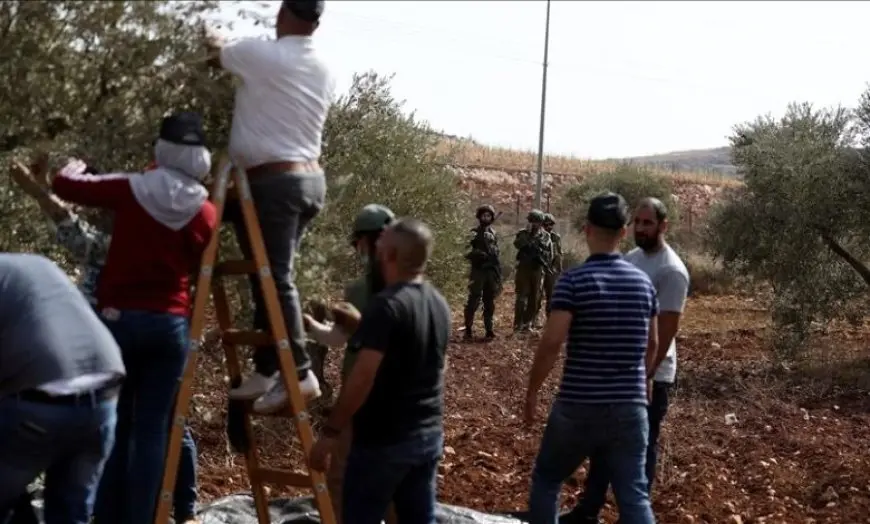 الضفة الغربية.. مستوطنون إسرائيليون يقطعون أشجار زيتون معمرة