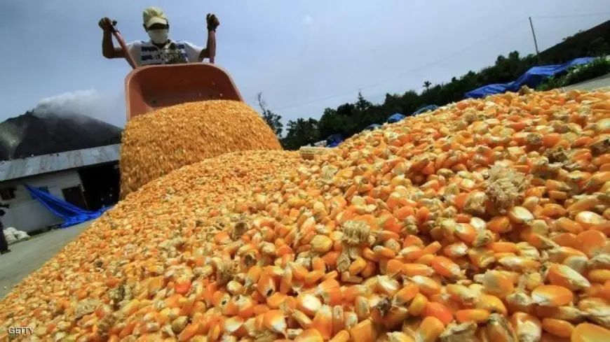 مصدر: واردات مصر من الذرة بلغت 5.2 مليون طن خلال 7 أشهر بزيادة 6% فقط