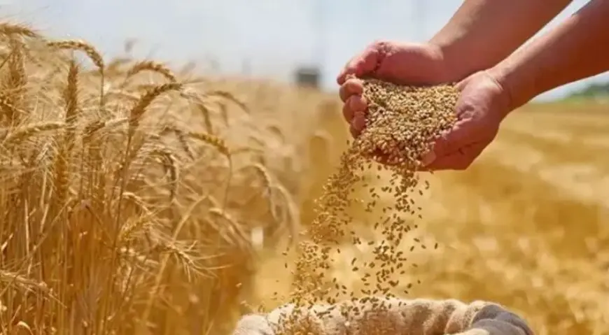 رئيس غرفة صناعة الحبوب: انخفاض واردات مصر من القمح إلى 5.5 مليون طن في 7 أشهر