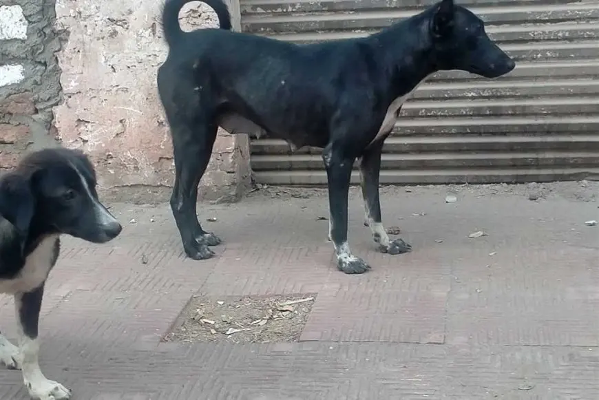 نقيب الأطباء البيطريين يطالب بخطة قومية لمكافحة انتشار الكلاب الضالة