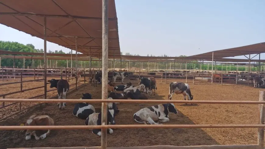 الزراعة: خطة شاملة تبدأ من السبت المقبل لحماية الثروة الحيوانية من العترة الجديدة لفيروس الحمي القلاعية