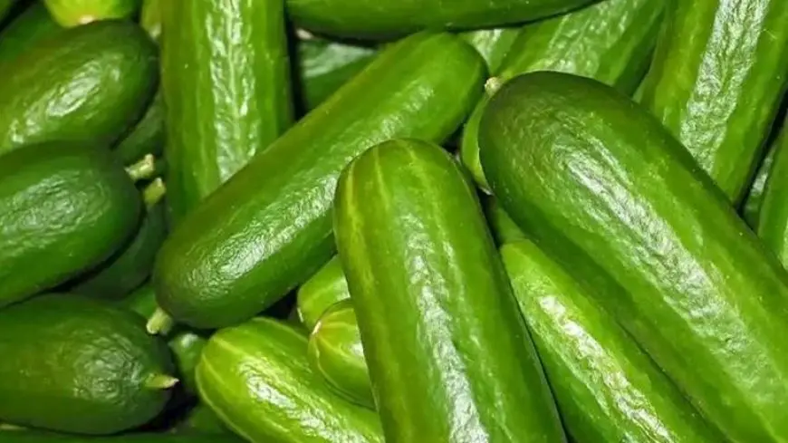 انخفاض الخيار.. أسعار الخضروات والفاكهة في سوق العبور اليوم