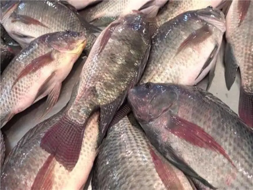 79 جنيهًا لكيلو البلطي.. أسعار الأسماك والمأكولات البحرية في سوق العبور اليوم