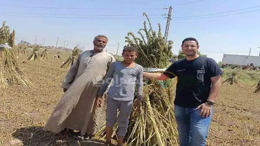 العرايس نورت الحقول.. فرحة المزارعين بحصاد السمسم في المنيا- فيديو وصور