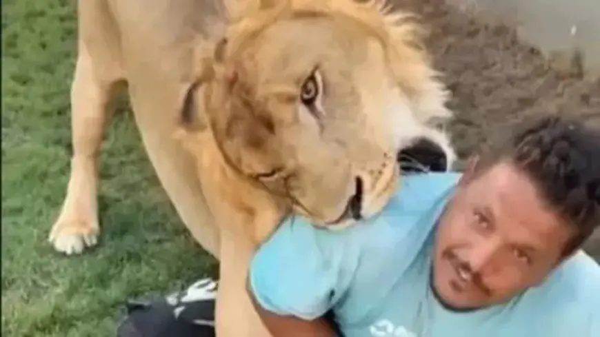 بعد واقعة العامل المصري.. هجمات مرعبة للأسود في ليبيا والسبب تربيتها بالمنازل – فيديو