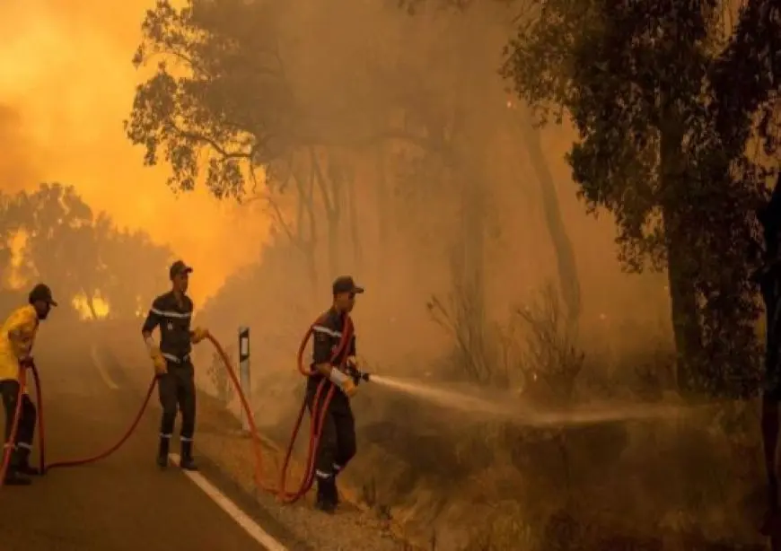 حريق يلتهم واحدة من أطول الأشجار في العالم قرب ساحل ولاية أوريجون الأمريكية