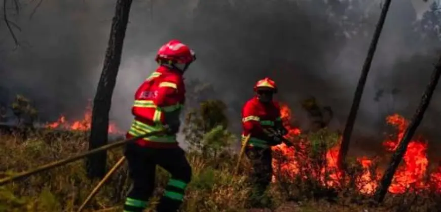 سببت خسائر كبيرة.. حرائق الغابات تتمدد في 5 دول عربية