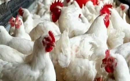 اتحاد منتجي الدواجن: الأسعار بتراجعت بنحو 25%.. ونحتاج تقليل حلقات التداول