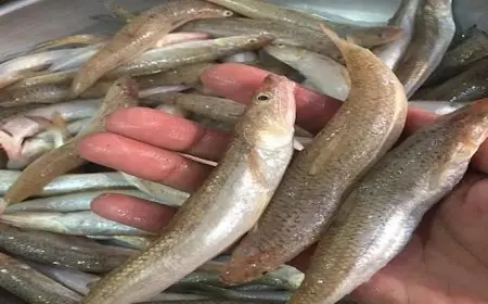 ارتفاع المكرونة السويسي.. أسعار الأسماك والمأكولات البحرية في سوق العبور اليوم