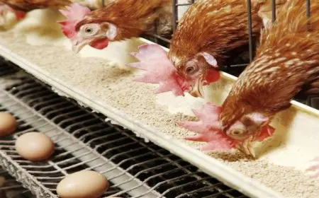 خريطة الأسعار اليوم: انخفاض الدواجن والبيض وارتفاع الأسمنت والذهب