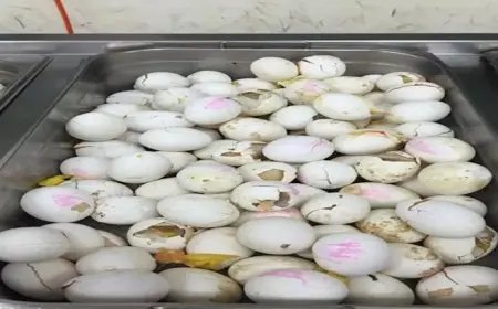 “فضيحة في الجيش الإسرائيلي”.. جنود يوثقون فسادًا صحيًا وطعامًا ملوثًا في قاعدة عسكرية (فيديو)