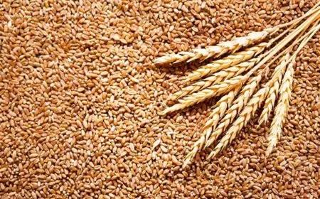 نقيب الزراعيين: وارداتنا من القمح انخفضت 20% لأول مرة هذا العام