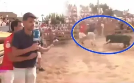 فيديو حقق 8 ملايين مشاهدة.. ثور يهاجم مراسلا تلفزيونيا على الهواء وهذا ما حدث