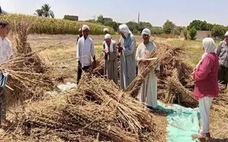 المحاصيل الزيتية تُزين حقول المنيا.. إنتاجية مبشرة هذا العام (صور)