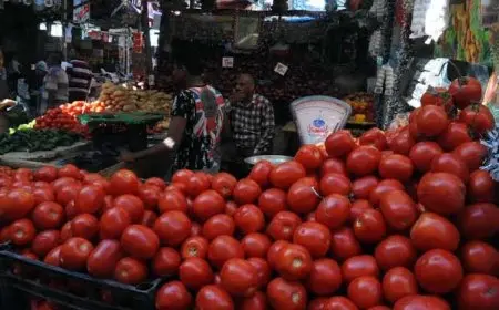 ارتفاع مفاجئ في أسعار الطماطم بالإسكندرية.. والكيلو بـ15 جنيها