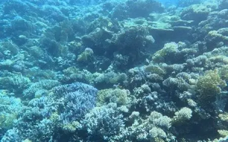 البيئة: بدء البرنامج السنوي لرصد الشعاب المرجانية بمحميات البحر الأحمر