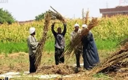 الفلاح المصري.. حارس الأمن الغذائي وداعم الصناعة ومصدر للعملة الصعبة