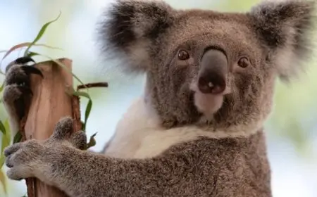 أستراليا توافق على أول لقاح لحماية الكوالا من عدوى الكلاميديا البكتيرية