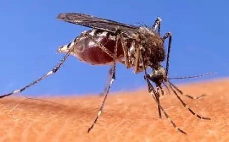 ارتفاع عدد حالات الإصابة بفيروس غرب النيل في أمريكا بنسبة 40% هذا العام