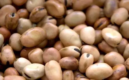 انخفاض الفول والزيت والدقيق والجبن الأبيض بالأسواق اليوم (موقع رسمي)