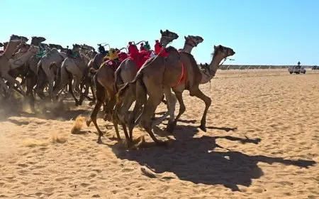 صحة شمال سيناء تشارك في تجهيزات فعاليات سباق الهجن غرب العريش