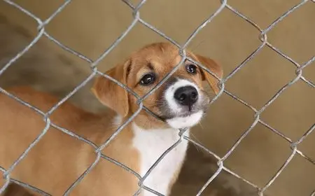 أمين الفتوى بدار الإفتاء: الكلب طاهر.. وغسل الإناء الذي ولغ فيه أمر تعبدي