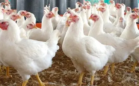 شعبة الدواجن تتوقع تراجع أسعار الفراخ لـ55 جنيهاً خلال 3 أشهر لهذا السبب