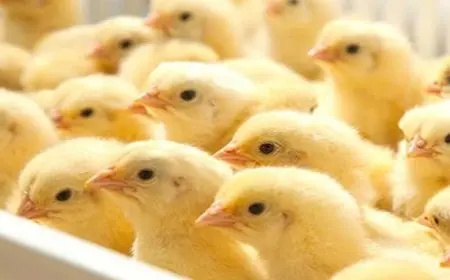 تراجع 44%.. سعر الكتكوت يهبط لـ 14 و17 جنيها بالأسواق