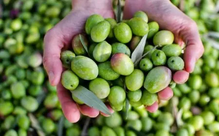 مسئول بوزارة الزراعة: تونس تسعى لاستثمار 25 مليون دولار في زراعة وإنتاج الزيتون بمصر