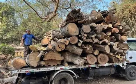 تقرير: مقتل 142 ناشطا بيئيا حول العالم عام 2024 وكولومبيا تتصدر القائمة