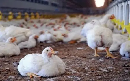 أسعار الدواجن في دمياط تواصل استقرارها.. وكيلو الدجاج الأحمر بـ110 جنيهات