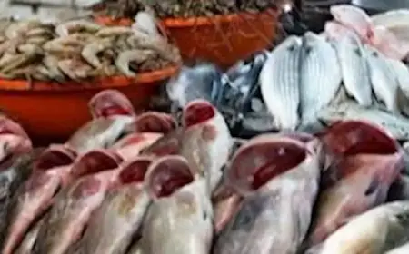 210 جنيها لكيلو الكابوريا.. أسعار الأسماك والمأكولات البحرية في سوق العبور